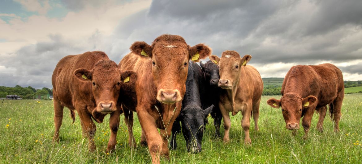 heat abatement cattle
