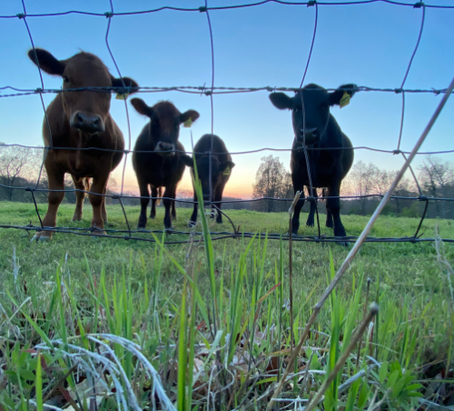 cattle heat stress feed additive
