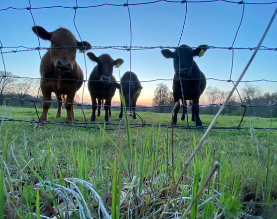 cattle heat stress feed additive