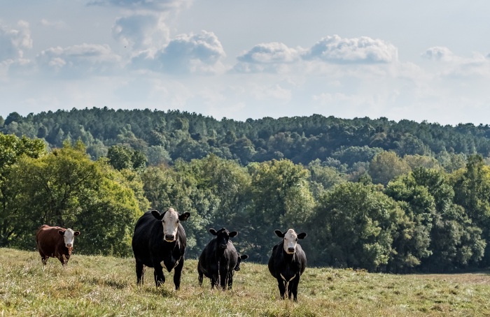 fescue toxicosis feed additive