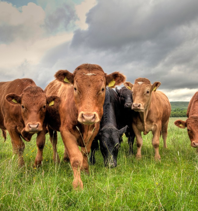 natural feed additives for livestock