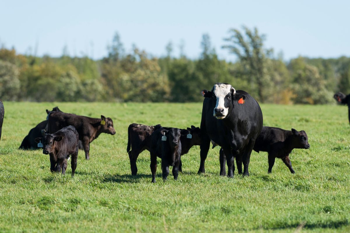 receiving calves maintaining feed intake after arrival
