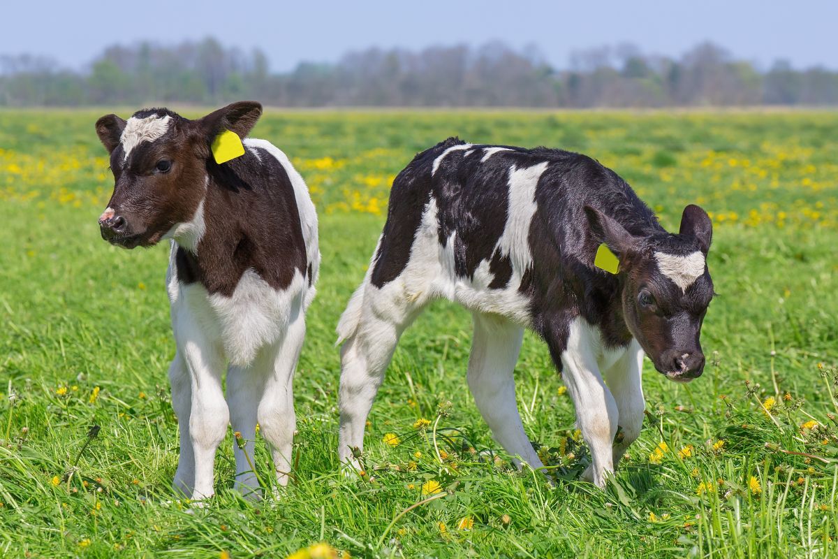 receiving calves with water access during heat stress