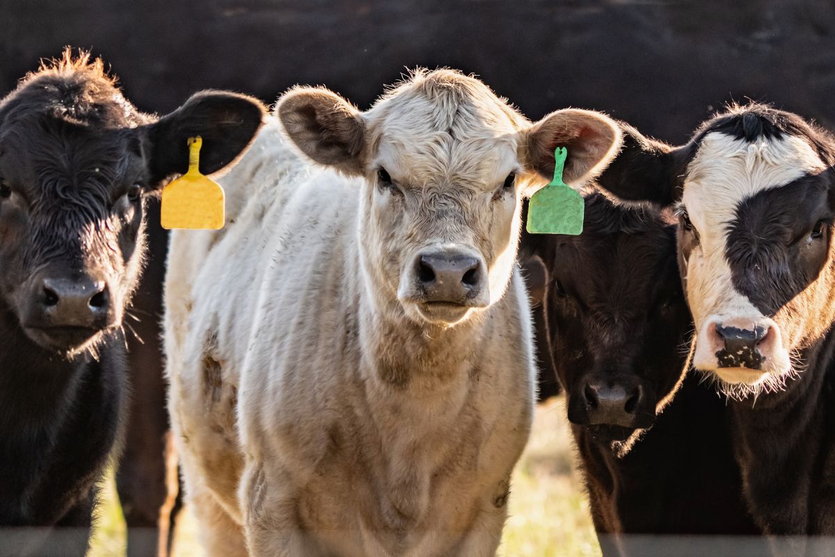 454 field experience for calf intake and heat stress support