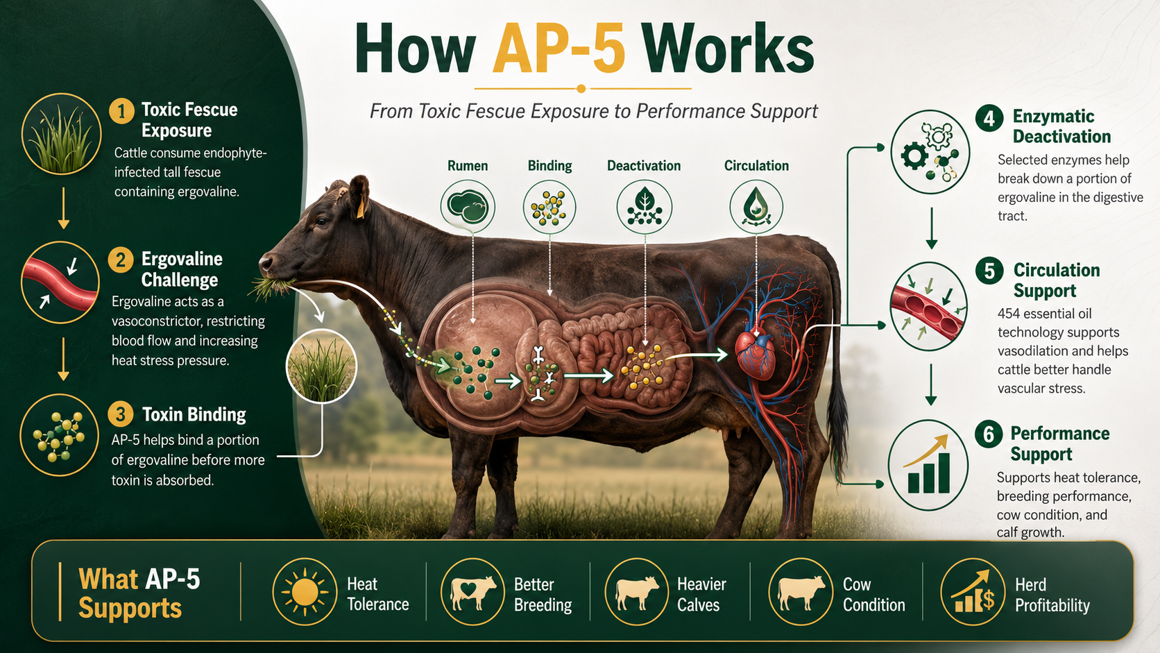 How AP-5 works in cattle infographic