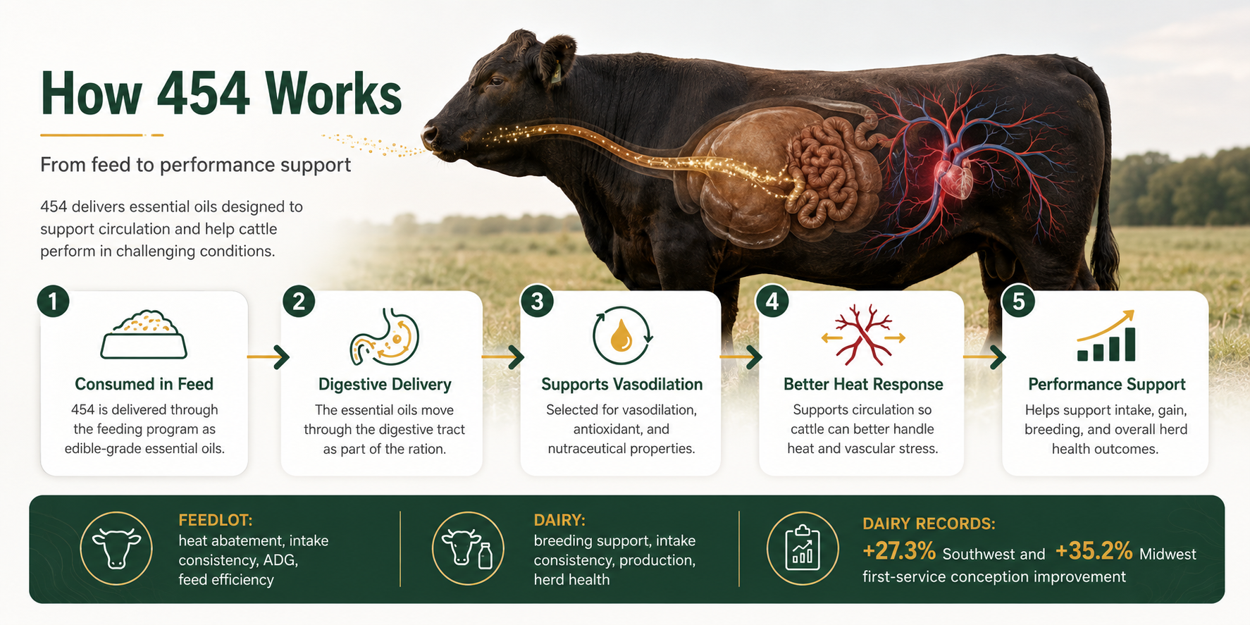 How 454 works in cattle